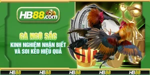 Gà ngũ sắc – Kinh nghiệm nhận biết và soi kèo hiệu quả