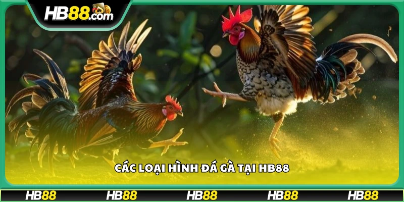 Các thể loại đá gà phổ biến tại HB88
