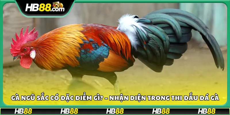 Gà ngũ sắc có đặc điểm gì? – Nhận diện trong thi đấu đá gà