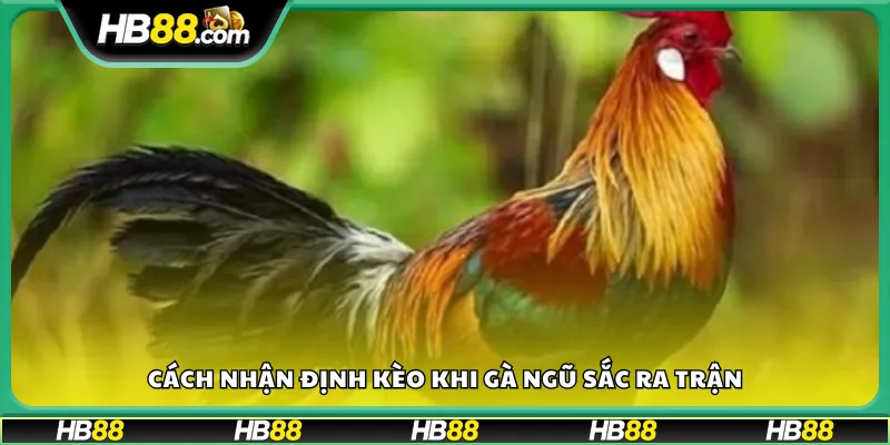 Cách nhận định kèo khi gà ngũ sắc ra trận