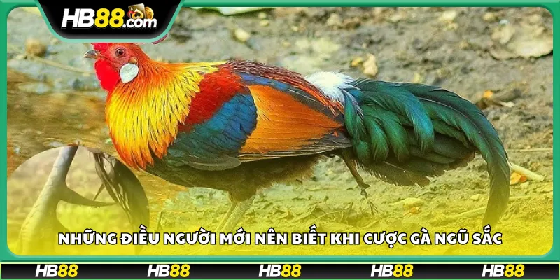Những điều người mới nên biết khi cược gà ngũ sắc