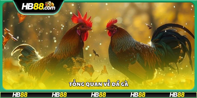 Giới thiệu chung về trò chơi đá gà