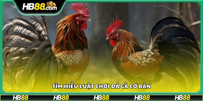 Những điều cơ bản trong luật chơi đá gà hiện nay