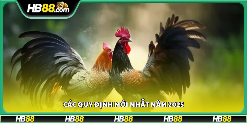 Những điểm mới trong quy tắc đá gà từ năm 2025