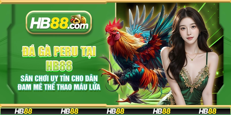 Đá gà Peru tại HB88 - Sân chơi uy tín cho dân đam mê thể thao máu lửa