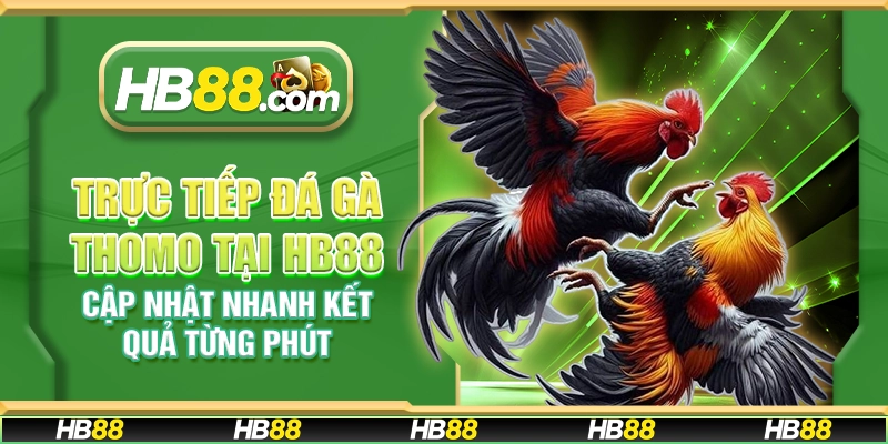Trực tiếp đá gà Thomo tại HB88 - Cập nhật nhanh kết quả từng phút