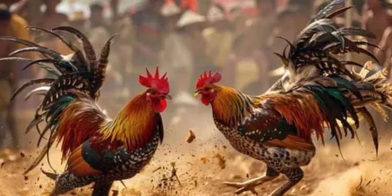 Quy tắc chơi cá cược đá gà Thomo cơ bản
