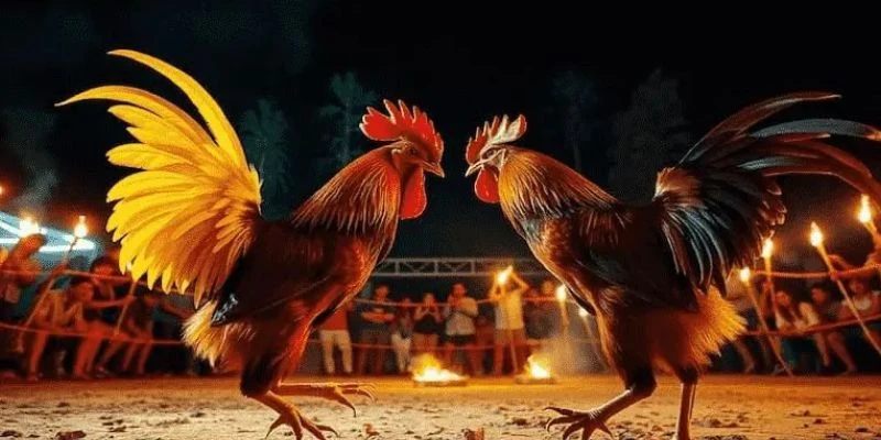 Bí quyết cá cược đá gà Thomo tăng cơ hội thắng