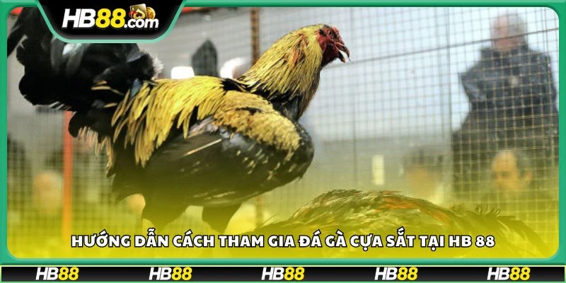 Hướng dẫn cách tham gia đá gà cựa sắt tại HB 88
