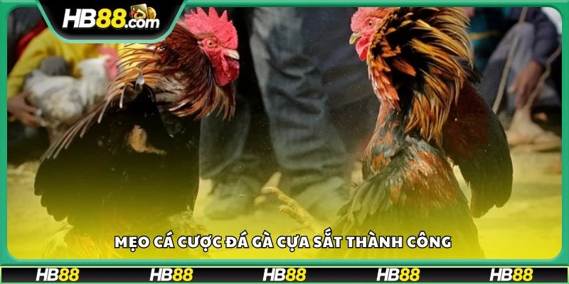 Mẹo cá cược đá gà cựa sắt thành công